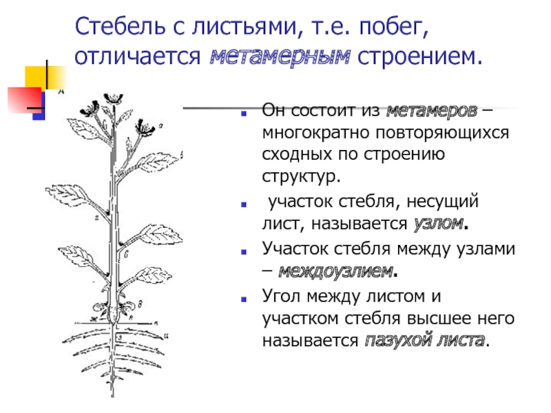 Рассмотрите изображение укажите какими цифрами обозначены вегетативные органы генеративные органы