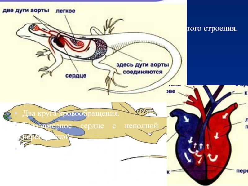 У каких животных четырехкамерное. Сердце крокодила строение. Сердце крокодила четырехкамерное. Дуги аорты у рептилий. Сердце пресмыкающихся четырехкамерное.