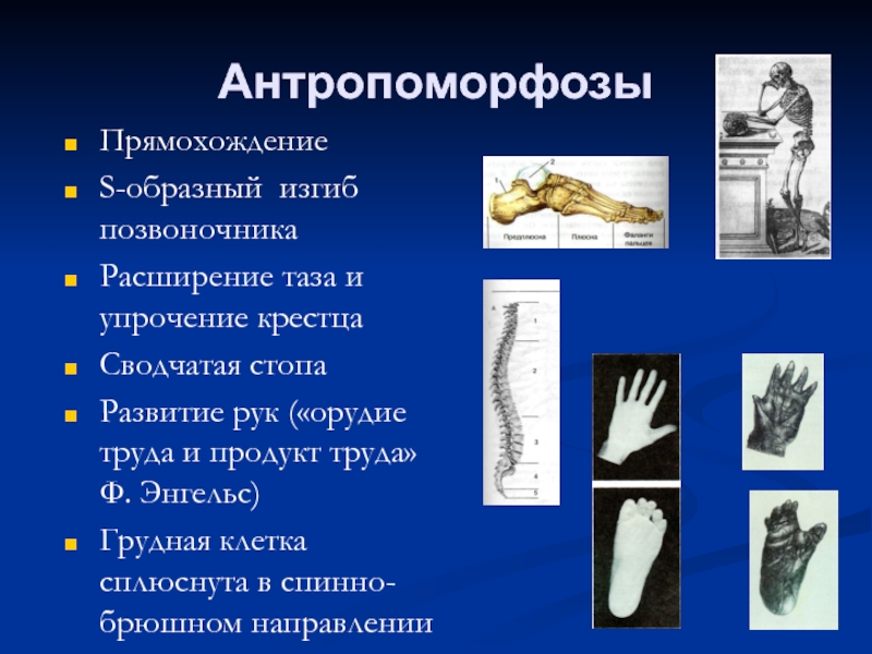 Особенности прямохождения человека. Антропоморфоз прямохождение. Антропоморфозы человека. Перечислите антропоморфозы человека. Антропоморфозы приматов.