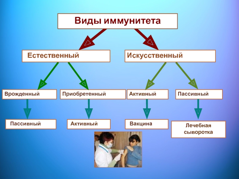 Активный и пассивный иммунитет