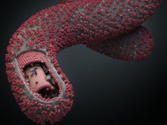 Ebola Virus: A Photo Essay