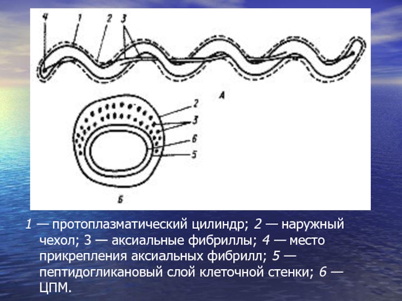 Спирохеты. Протоплазматический цилиндр спирохет. Ультраструктура спирохет. Прикрепление аксиальной фибриллы. Первичные и вторичные завитки спирохет.