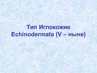 Тип иглокожие (echinodermata)