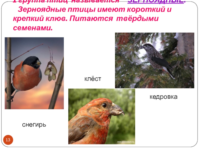 Чем Питаются Птицы Фото
