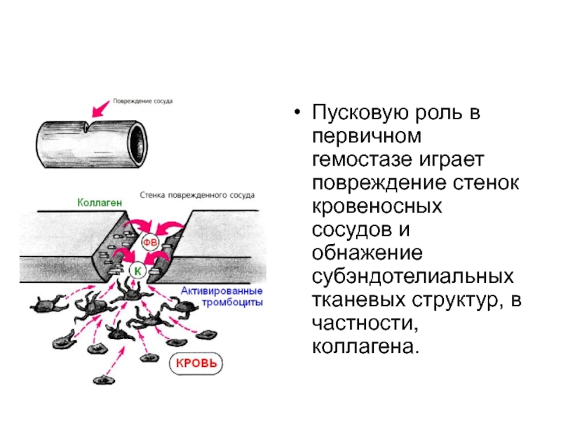 Рассмотрите рисунок с изображением повреждений кровеносных сосудов какой сосуд поврежден на нижнем