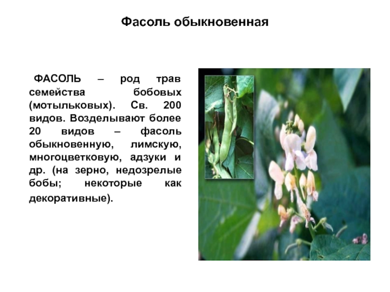 Формула цветка семейства мотыльковые бобовые