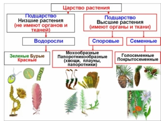 Царство растения