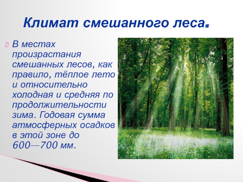 Лесные зоны воды. Смешанные леса климат. Смешанные леса презентация. Климат смешанных лесов в России. Смешанные леса доклад.