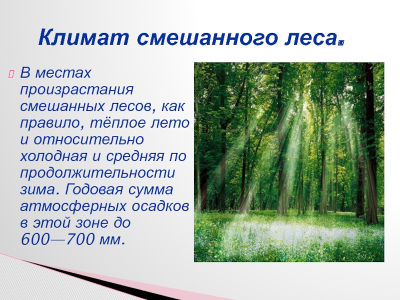 Температура леса. Смешанные леса презентация. Смешанные леса доклад. Воды смешанных лесов. Осадки в смешанных лесах.