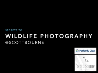 Secrets to Wildlife Photography