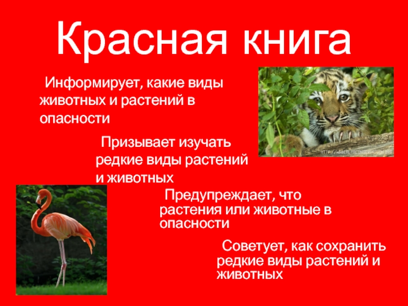 Животные красной книги крыма фото и описание