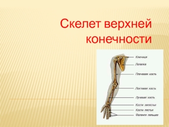 Скелет верхней конечности