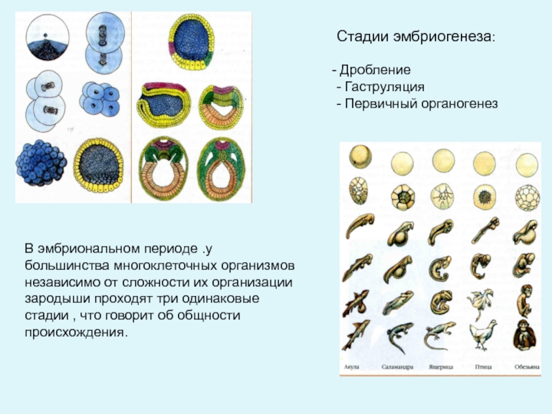 Эмбриогенез человека презентация