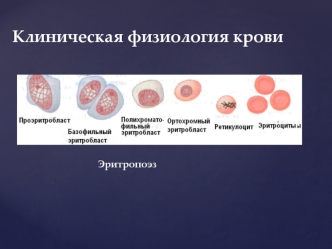 Клиническая физиология крови