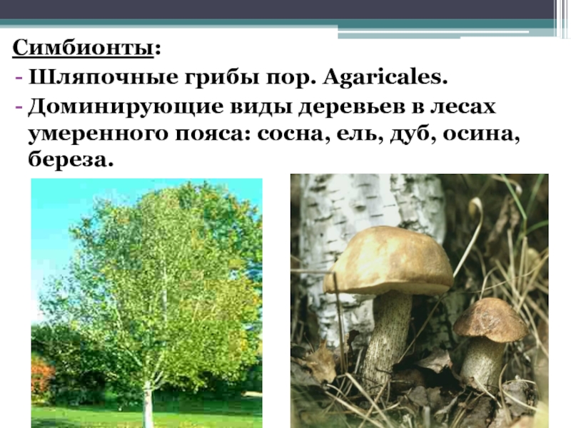 Шляпочный гриб и дерево