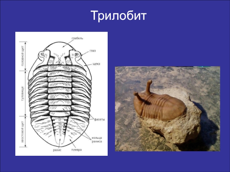 На рисунке изображен трилобит