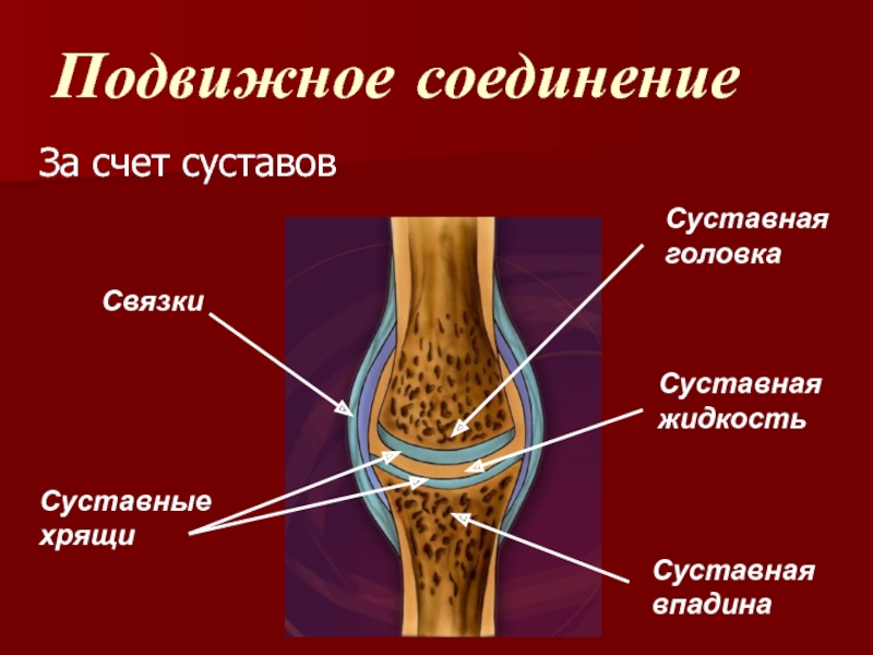 Особенности подвижных соединений. Соединение суставов. Соединение костей суставы. Строение сустава человека. Подвижные соединения.