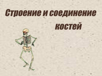 Строение и соединение костей