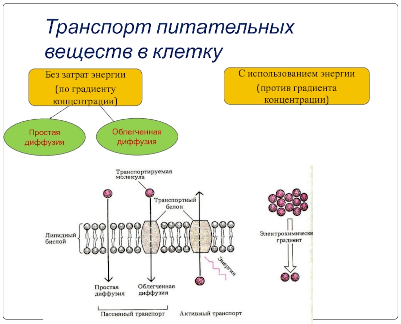 Транспорт против градиента концентрации