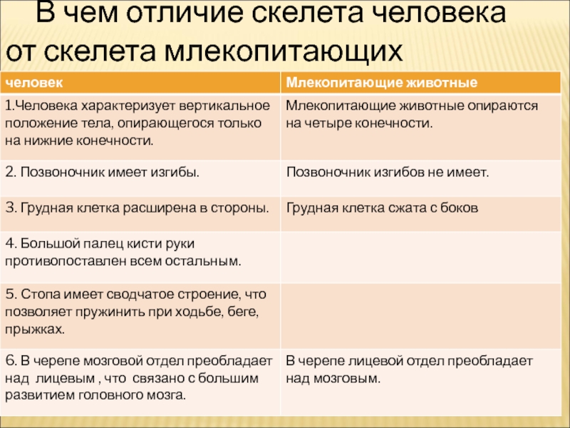 Сходство человека и млекопитающих свидетельствует об их родстве и общем плане строения