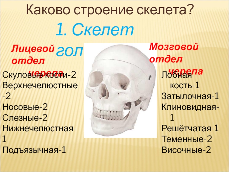 Лицевой скелет черепа