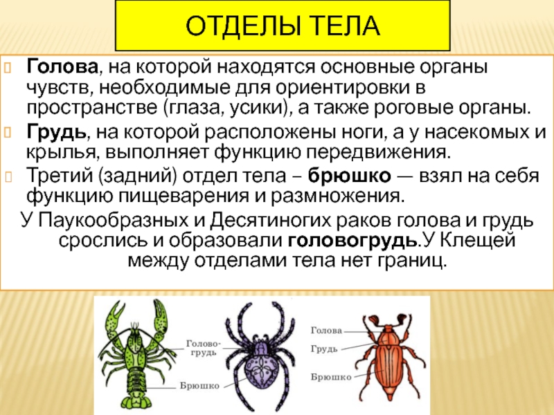 Насекомые имеют 3 отдела. Отделы тела насекомых. Отделы тела клещей. Тело насекомых разделено на.