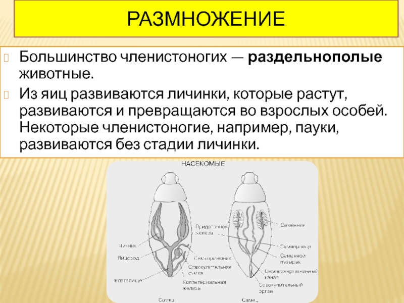 Раздельнополые. Раздельнополые Членистоногие. Личиночная стадия. Тип размножения членистоногих. Паукообразные раздельнополые.