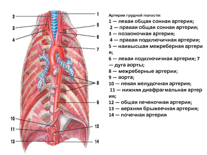 Ветви внутренней грудной артерии