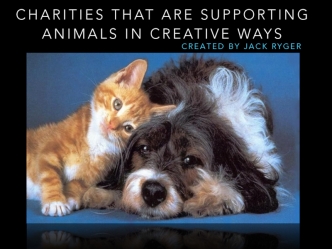 Creative Animal Charities