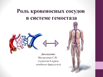 Роль кровеносных сосудов в системе гемостаза