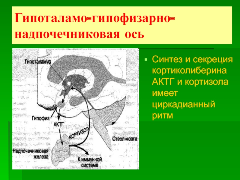 Гипоталамо гипофизарно надпочечниковая система