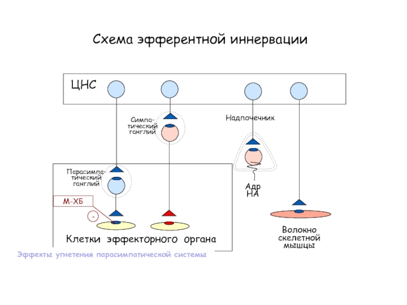 Эфферентная иннервация презентация