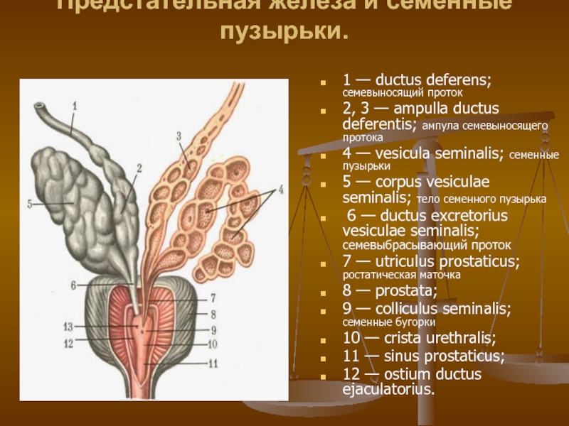 Доклад: Предстательная железа