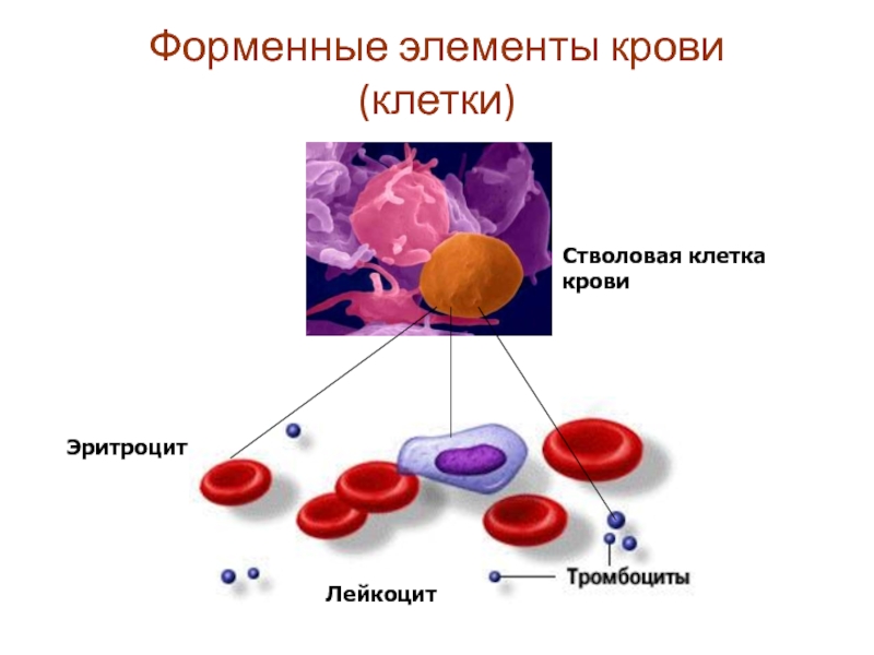 Схема клеток крови. Схема эритроцитов лейкоцитов тромбоцитов. Схема стволовых кроветворных клеток. Форменные элементы крови лейкоциты. Эритроциты лейкоциты тромбоциты рисунок.