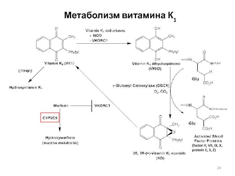 Метаболизм витамина в12. Схема метаболизма витамина д. Реакция на витамин д