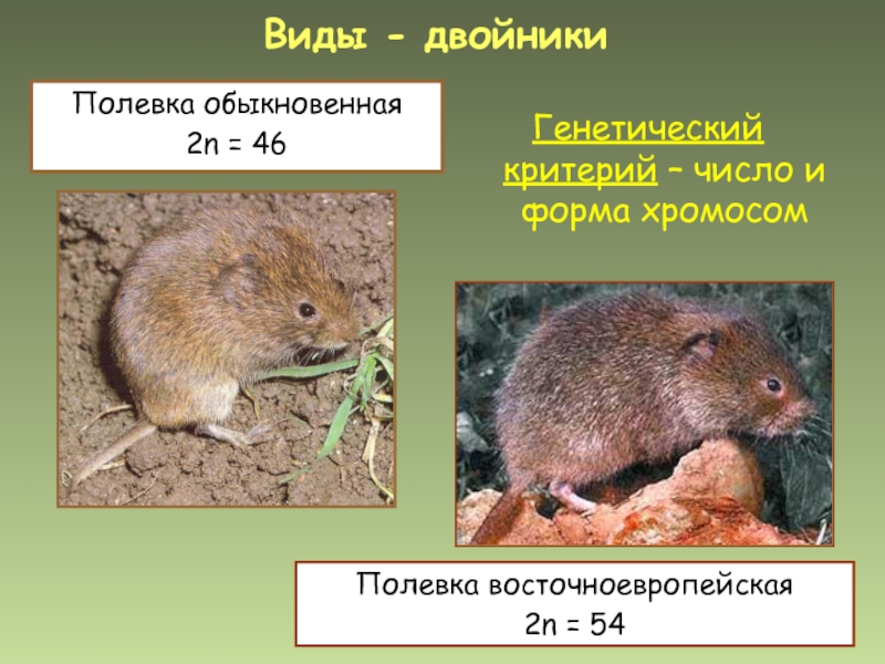 Огэ по информатике презентация мышь полевка