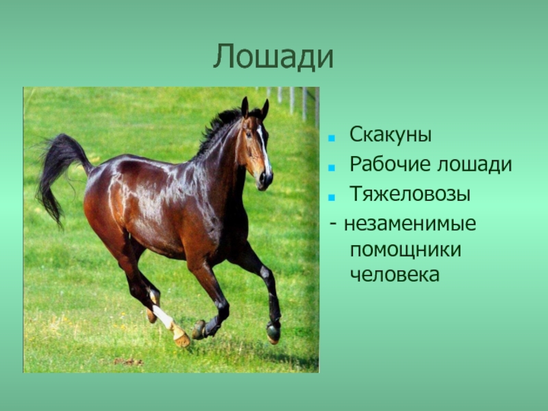 Собака 3 лошадь 5. Сведения о лошадях. Проект про коневодство. Сообщение о лошади. Лошадь для презентации.