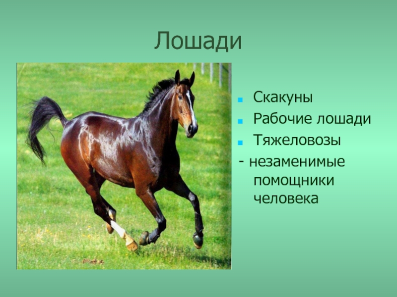 Пословица конь о четырех. Сведения о лошадях. Проект про коневодство. Сообщение о лошади. Лошадь для презентации.