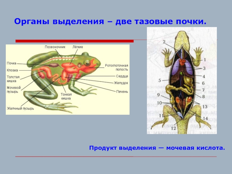 Тазовые почки у земноводных. У земноводных две тазовые почки. Органы выделения легкие.