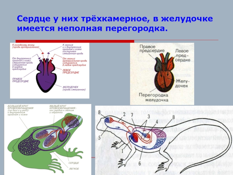 У каких животных четырехкамерное. Трехкамерное сердце с перегородкой в желудочке. Трёхкамерное с неполной перегородкой в желудочке. Этрехкамеиное сердце с неполной перегородок в жедудочке. У земноводных трехкамерное сердце с неполной перегородкой.