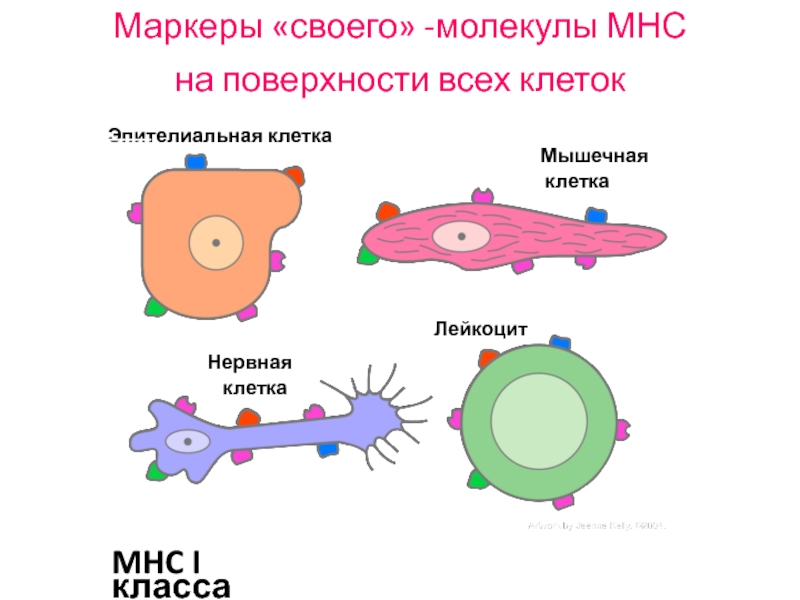 Поверхности клетки. Молекулы МНС. Поверхностные маркерные молекулы. Костистимулирующие клетки. МНС клетки.