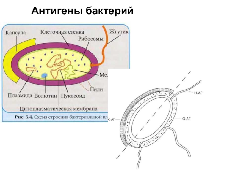 Структура бактериальной клетки микробиология презентация