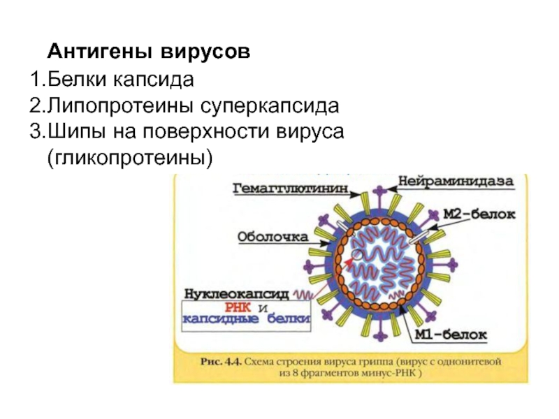 Белки вируса гриппа. Коронавирус антигенная структура вируса. Структура вируса гриппа микробиология.
