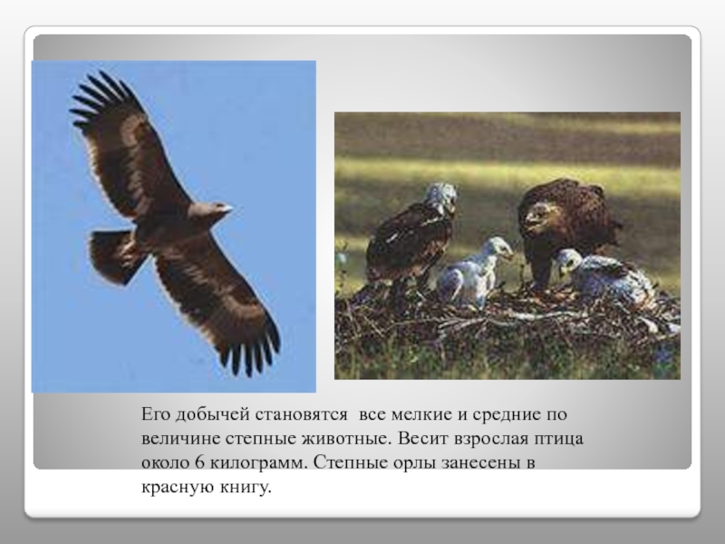 Орлы список. Степной орёл список птиц, занесённых в красную книгу России. Степной Орел красная книга. Степные животные России занесенные в красную. Степной орёл занесен кв красную кигу.