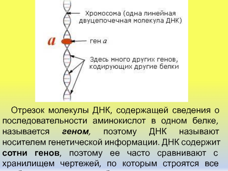 Один ген один белок. Отрезок молекулы ДНК. Ген отрезок молекулы ДНК. В молекуле ДНК содержится информация Белкка. Один ген ДНК содержит информацию о.