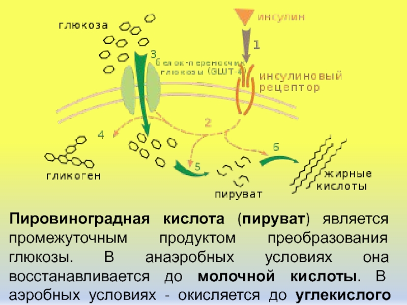 Анаэробный обмен