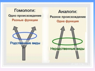 Гомологичные и аналогичные органы