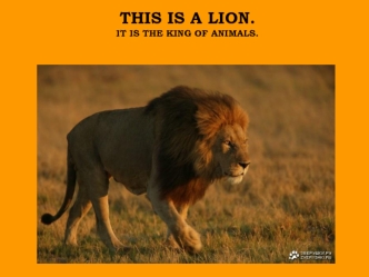 This is a lion. It is the king of animals