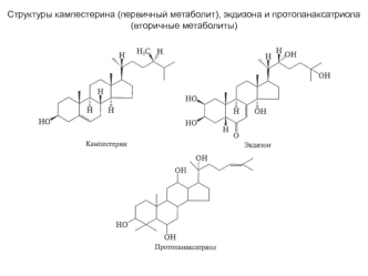 Структуры кампестерина (первичный метаболит), экдизона и протопанаксатриола (вторичные метаболиты)