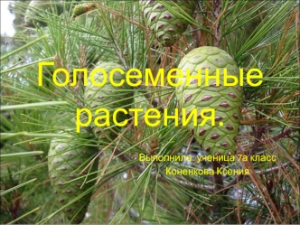 Голосеменные растения